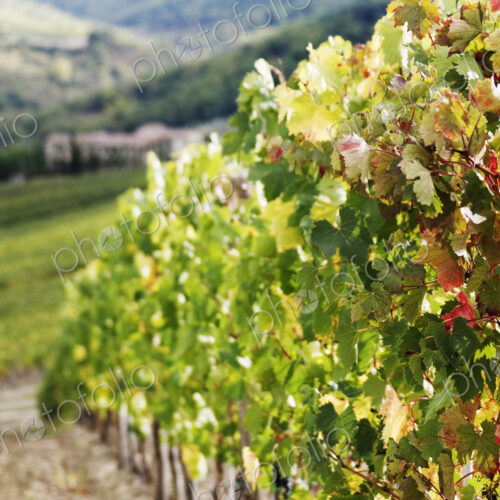 Row of Grapevines in Vineyard Row of Grapevines in Vineyard