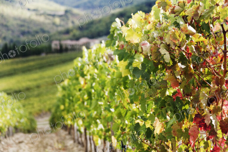 Row of Grapevines in Vineyard