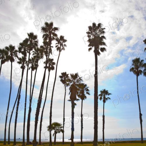 Row of Palm Trees on Beach Row of Palm Trees on Beach