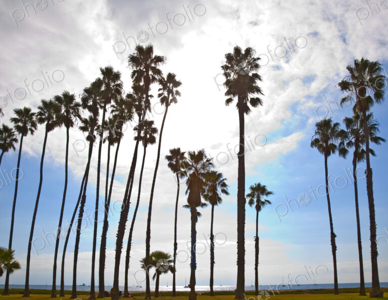 Row of Palm Trees on Beach