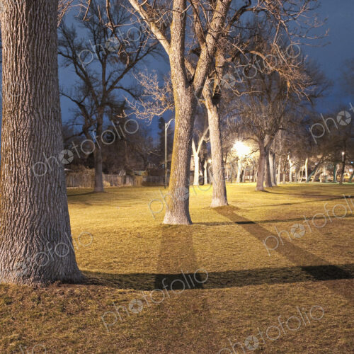 Row of Trees in a Park at Night Row of Trees in a Park at Night