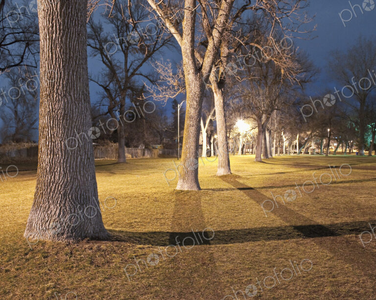 Row of Trees in a Park at Night