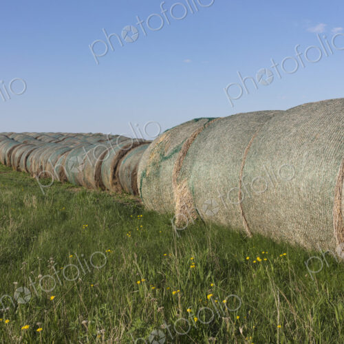 Row of hay bales, near Climax, Saskatchewan, Canada.