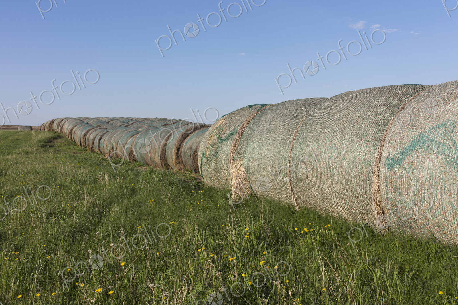 Row of hay bales, near Climax, Saskatchewan, Canada.