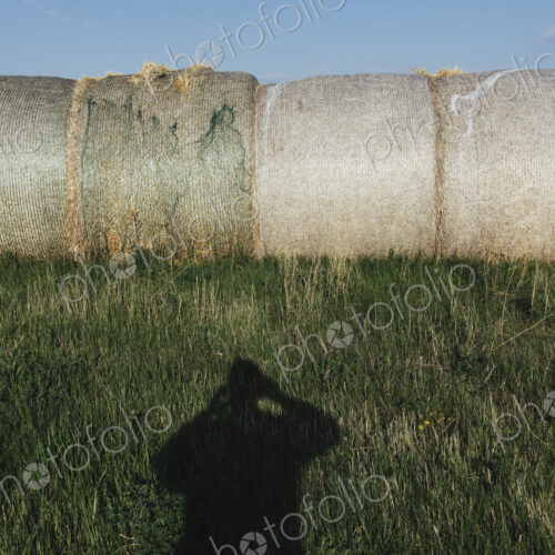 Row of hay bales, photographer's shadow in foreground, near Climax, Saskatchewan, Canada.