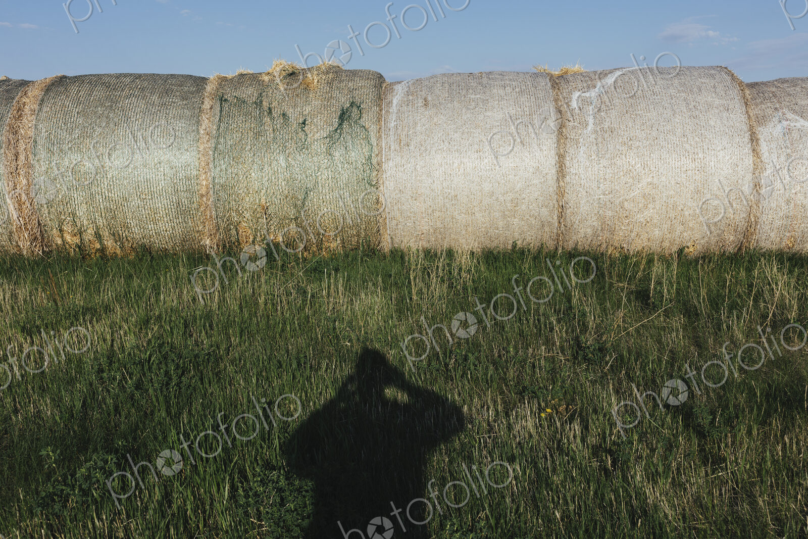 Row of hay bales, photographer’s shadow in foreground, near Climax, Saskatchewan, Canada.