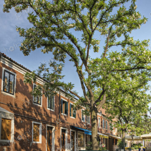 Row of stores and tree on street. Row of stores and tree on street.