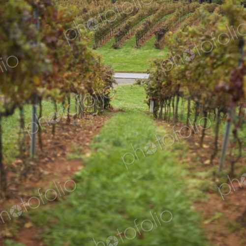 Rows Of Grape Vines Rows Of Grape Vines