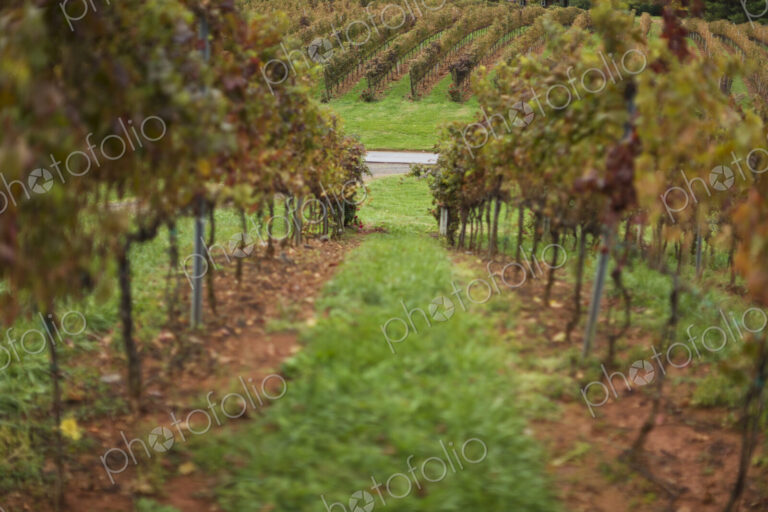 Rows Of Grape Vines