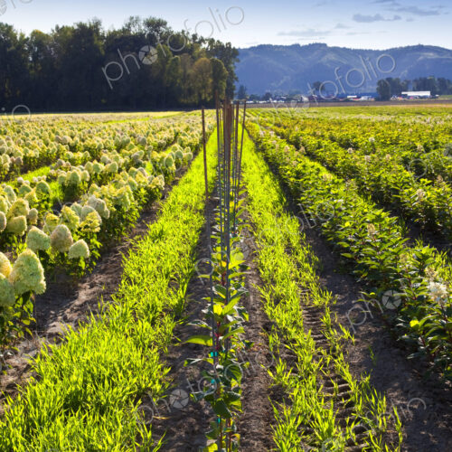 Rows of Crops in a Field Rows of Crops in a Field
