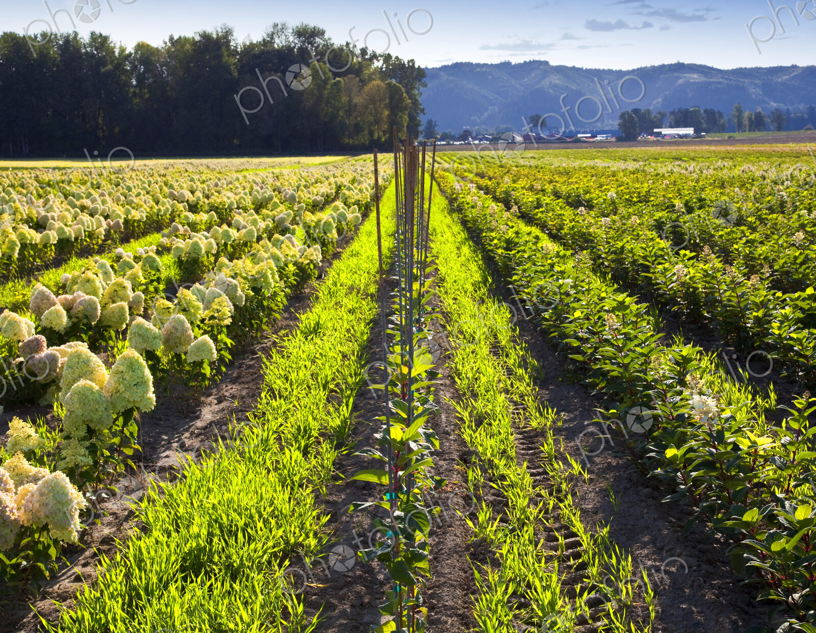 Rows of Crops in a Field