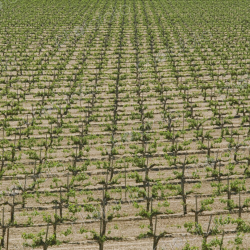 Rows of Grape Vines