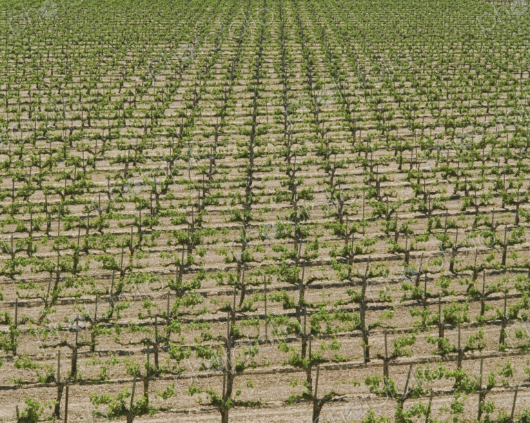 Rows of Grape Vines