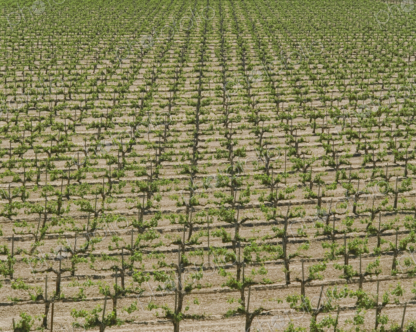 Rows of Grape Vines