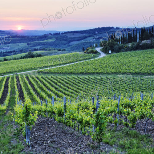 Rows of Grapevines at Sunset