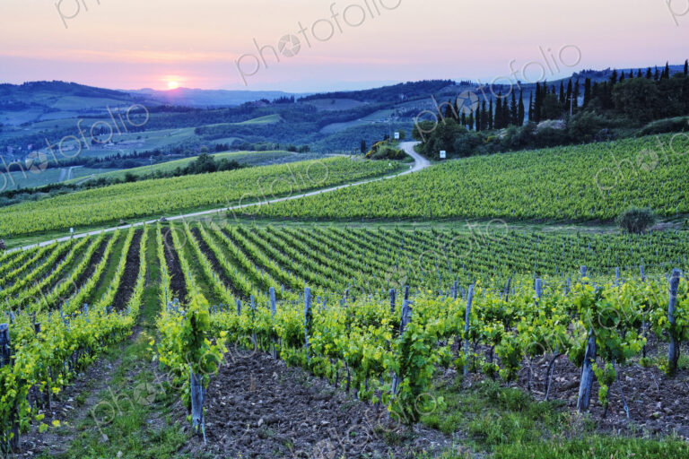 Rows of Grapevines at Sunset