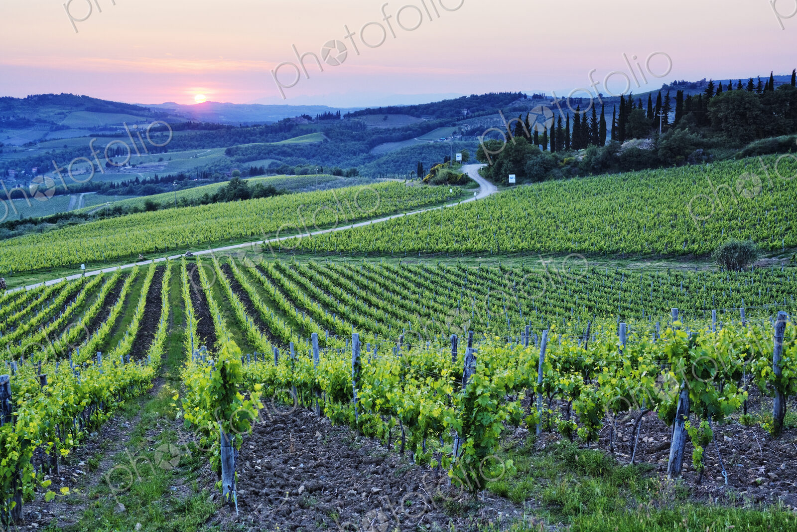 Rows of Grapevines at Sunset
