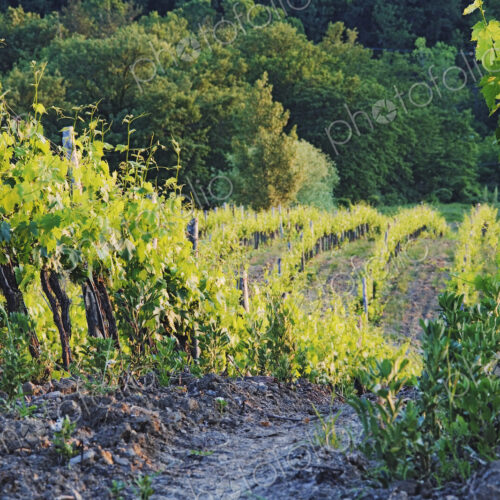 Rows of Grapevines at Sunset