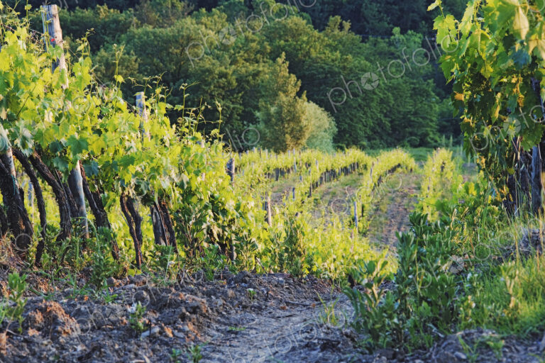 Rows of Grapevines at Sunset