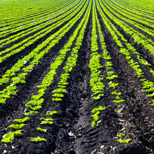 Rows of Planted Crops Rows of Planted Crops