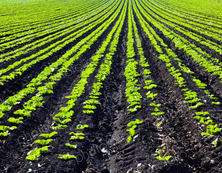 Rows of Planted Crops