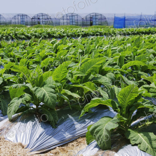 Rows of Tobacco Plants Rows of Tobacco Plants