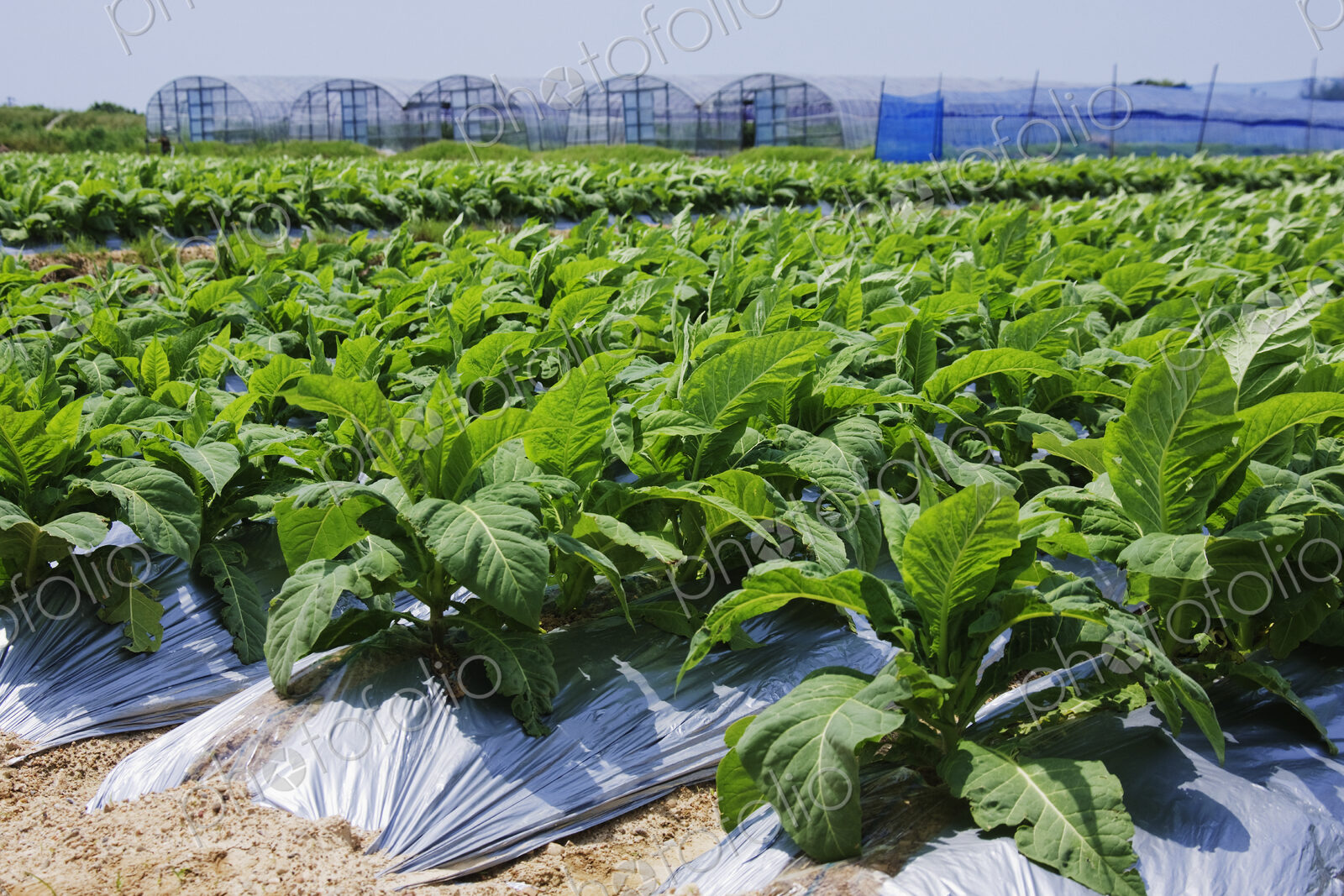Rows of Tobacco Plants