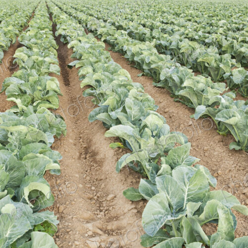 Rows of cauliflowers growing in a commercial field. Rows of cauliflowers growing in a commercial field.