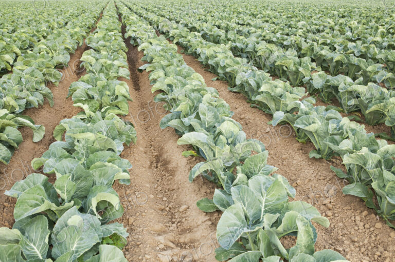 Rows of cauliflowers growing in a commercial field.