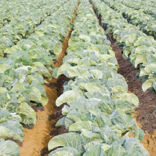 Rows of cauliflowers growing in a commercial field. Rows of cauliflowers growing in a commercial field.