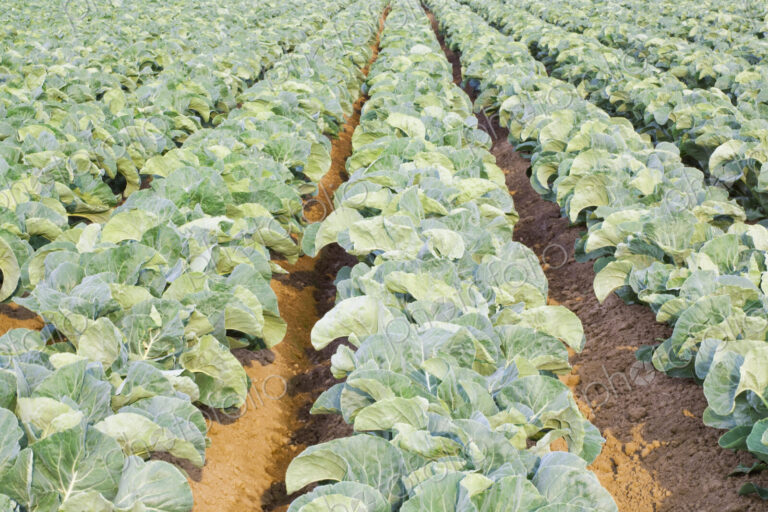 Rows of cauliflowers growing in a commercial field.