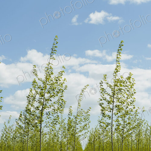 Rows of commercially grown poplar trees on a tree farm, Rows of commercially grown poplar trees on a tree farm,