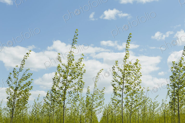 Rows of commercially grown poplar trees on a tree farm,