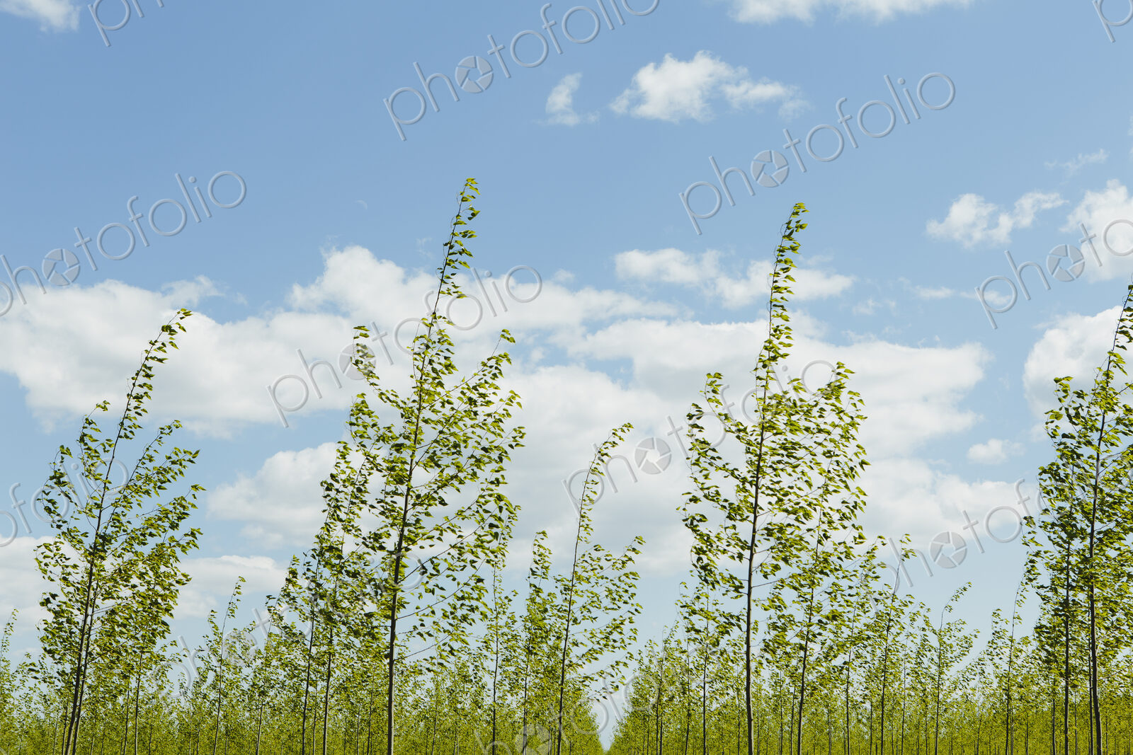 Rows of commercially grown poplar trees on a tree farm,