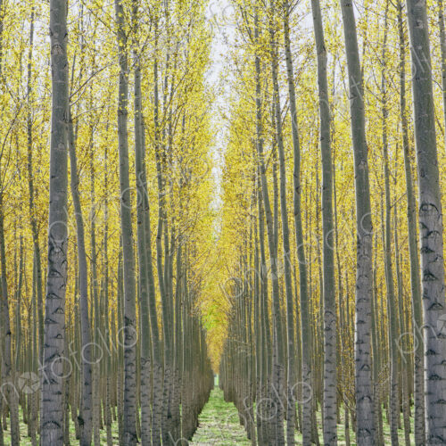 Rows of commercially grown poplar trees on a tree farm, near Pendleton, Oregon. Rows of commercially grown poplar trees on a tree farm, near Pendleton, Oregon.