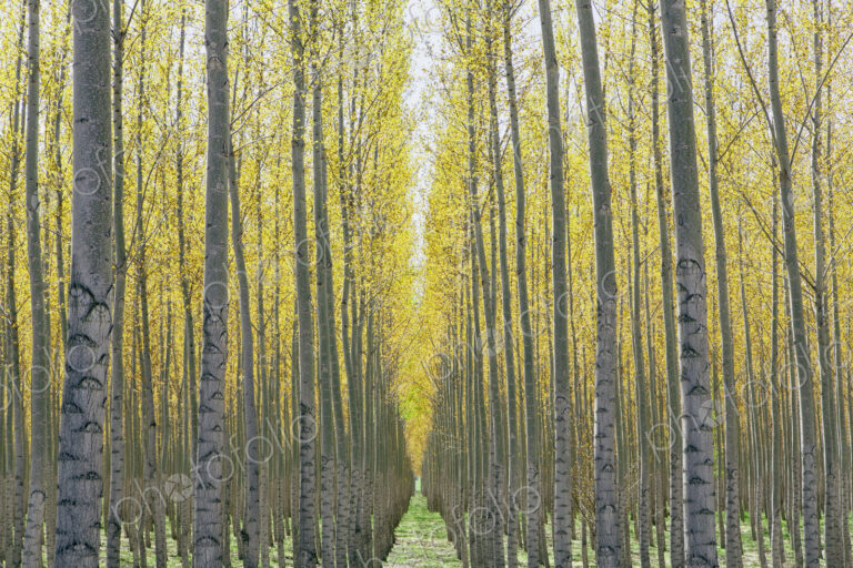 Rows of commercially grown poplar trees on a tree farm, near Pendleton, Oregon.