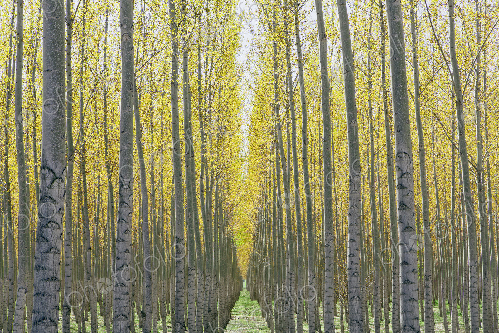 Rows of commercially grown poplar trees on a tree farm, near Pendleton, Oregon.