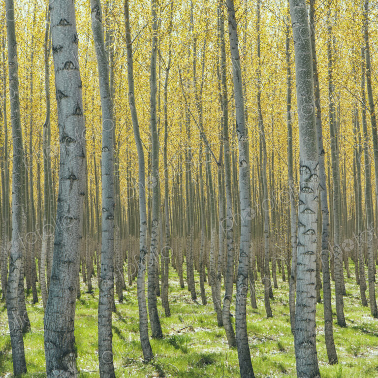 Rows of commercially grown poplar trees on a tree farm, near Pendleton, Oregon. Pale…
