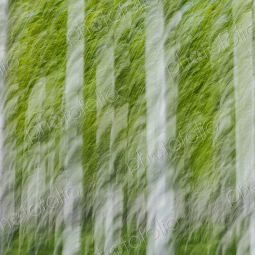 Rows of commercially grown poplar trees on a tree farm, near Pendleton, Oregon. White… Rows of commercially grown poplar trees on a tree farm, near Pendleton, Oregon. White…