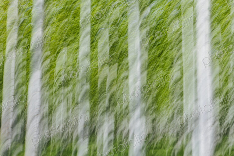 Rows of commercially grown poplar trees on a tree farm, near Pendleton, Oregon. White…