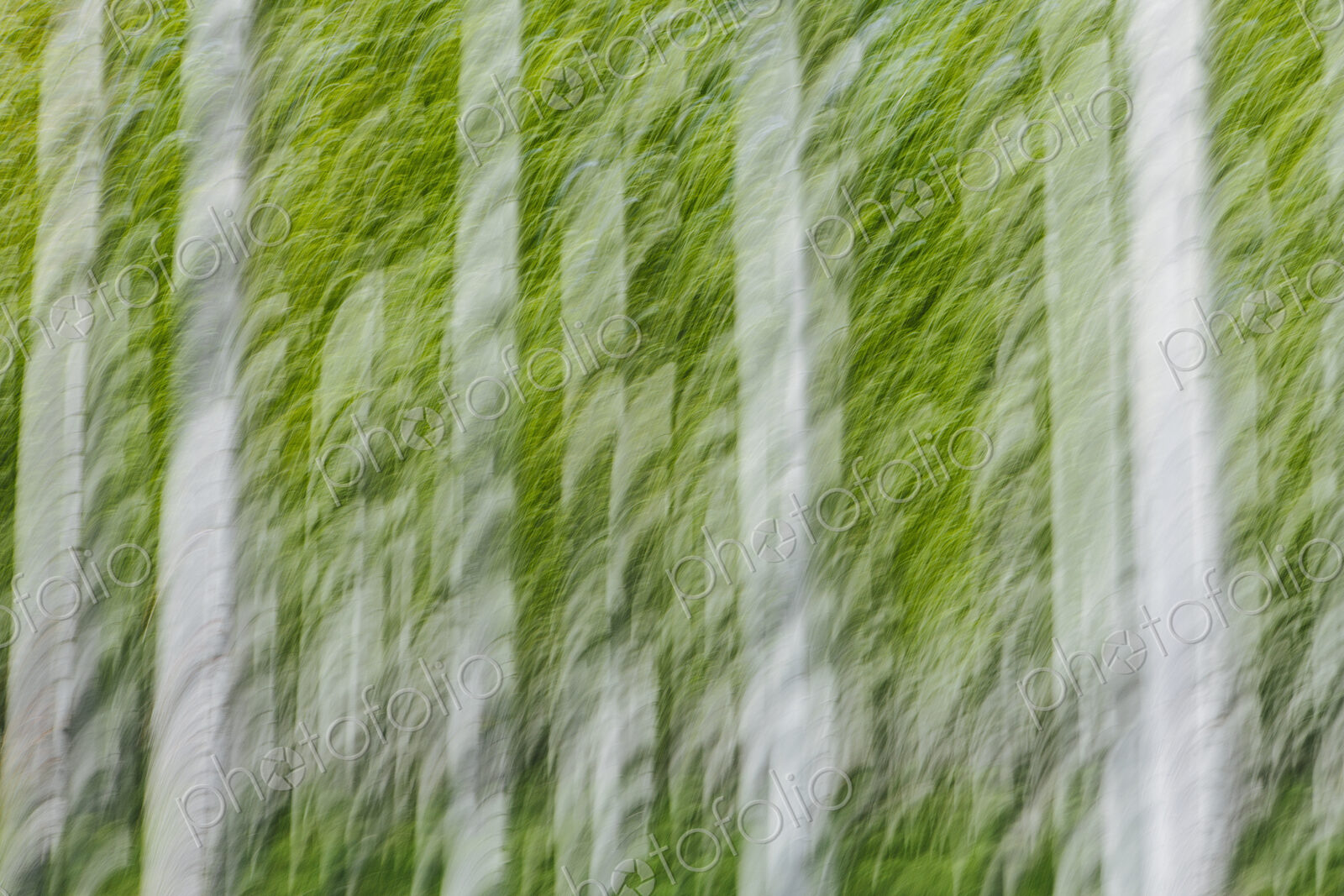 Rows of commercially grown poplar trees on a tree farm, near Pendleton, Oregon. White…