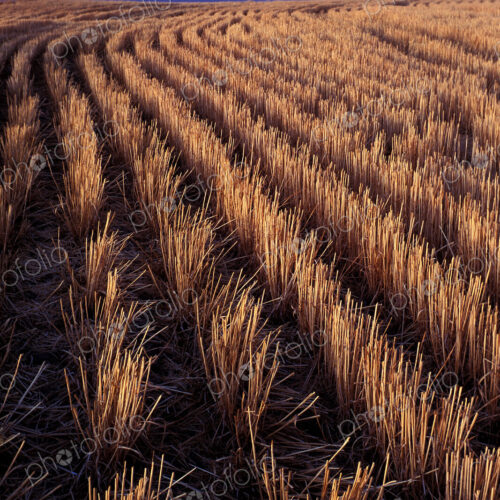 Rows of harvested barley in farm field