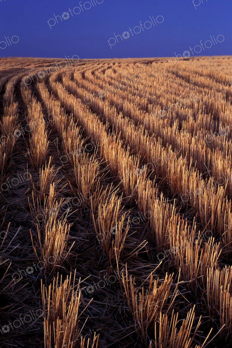 Rows of harvested barley in farm field
