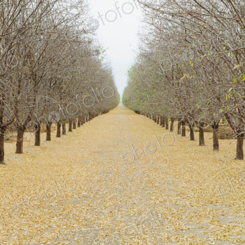 Rows of pistachio trees, San Joaquin Valley, near Bakersfield