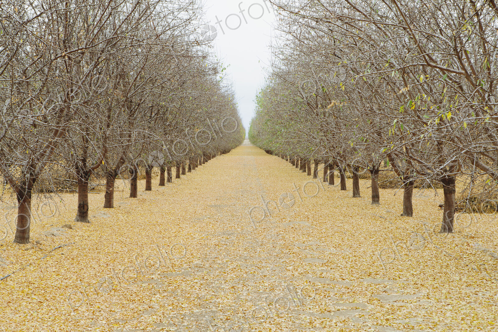 Rows of pistachio trees, San Joaquin Valley, near Bakersfield