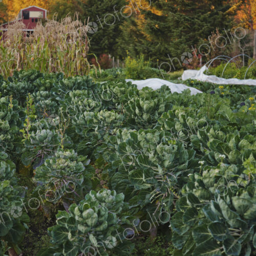Rows of plants growing in garden