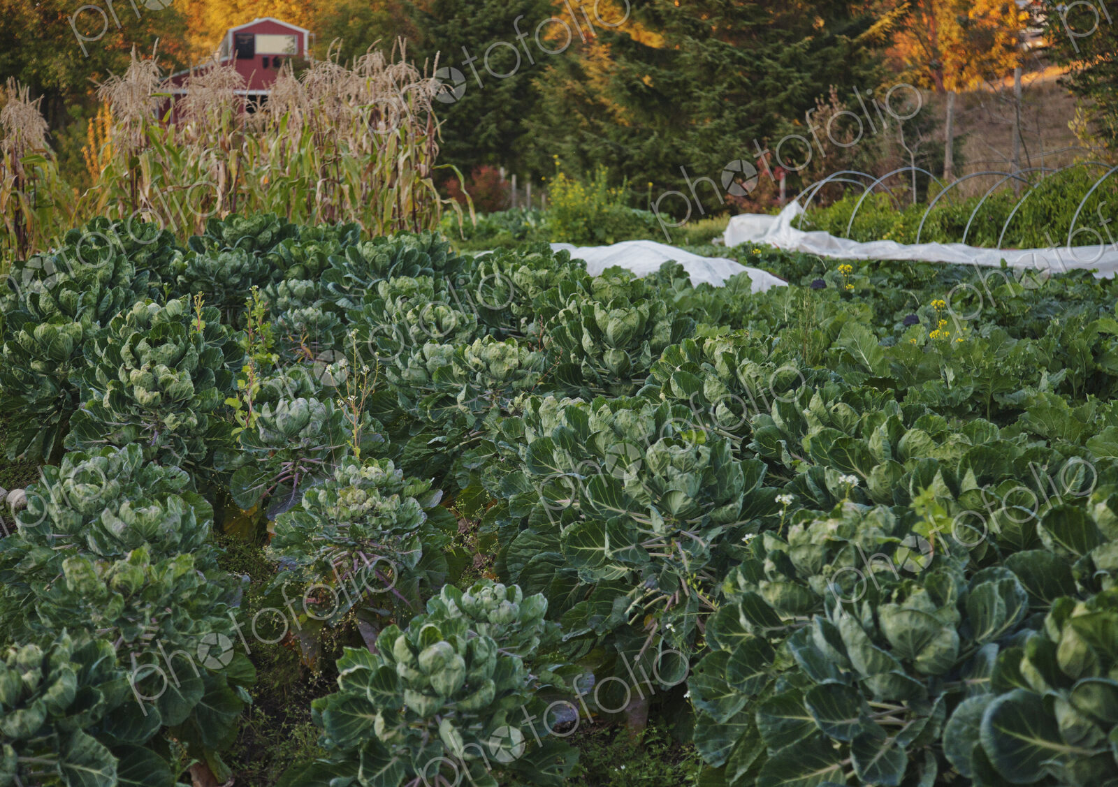 Rows of plants growing in garden