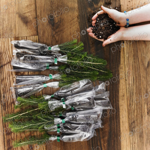 Rows of small evergreen seedlings laid on a tabletop. A child holding a handful of soil.