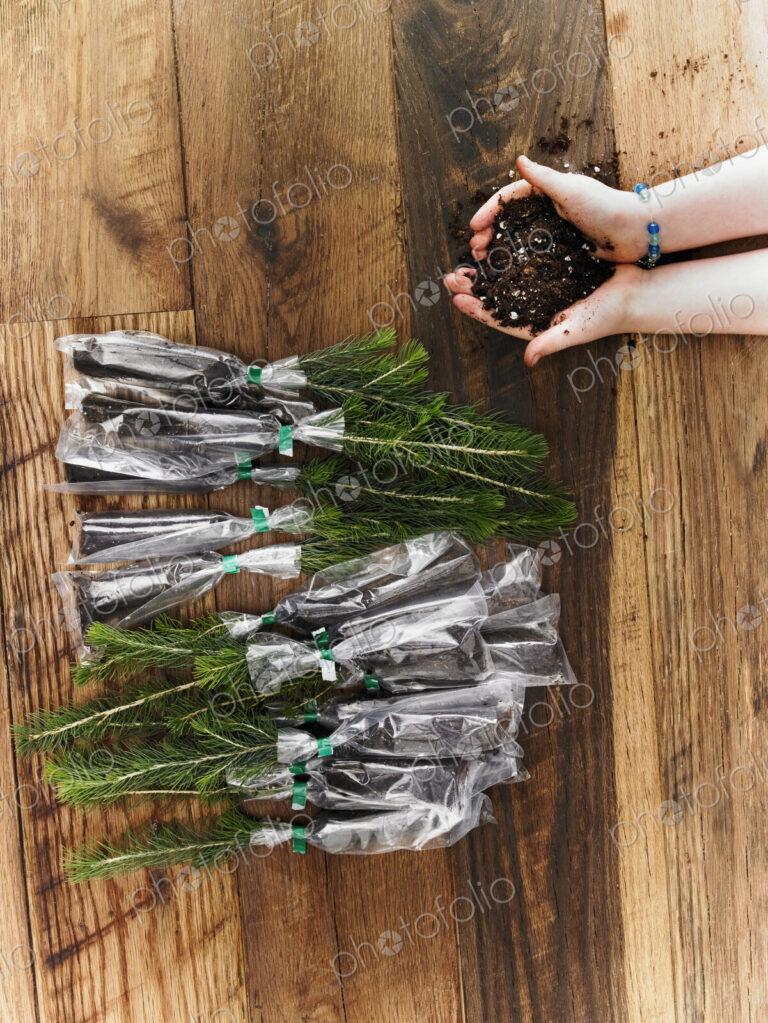 Rows of small evergreen seedlings laid on a tabletop. A child holding a handful of soil.
