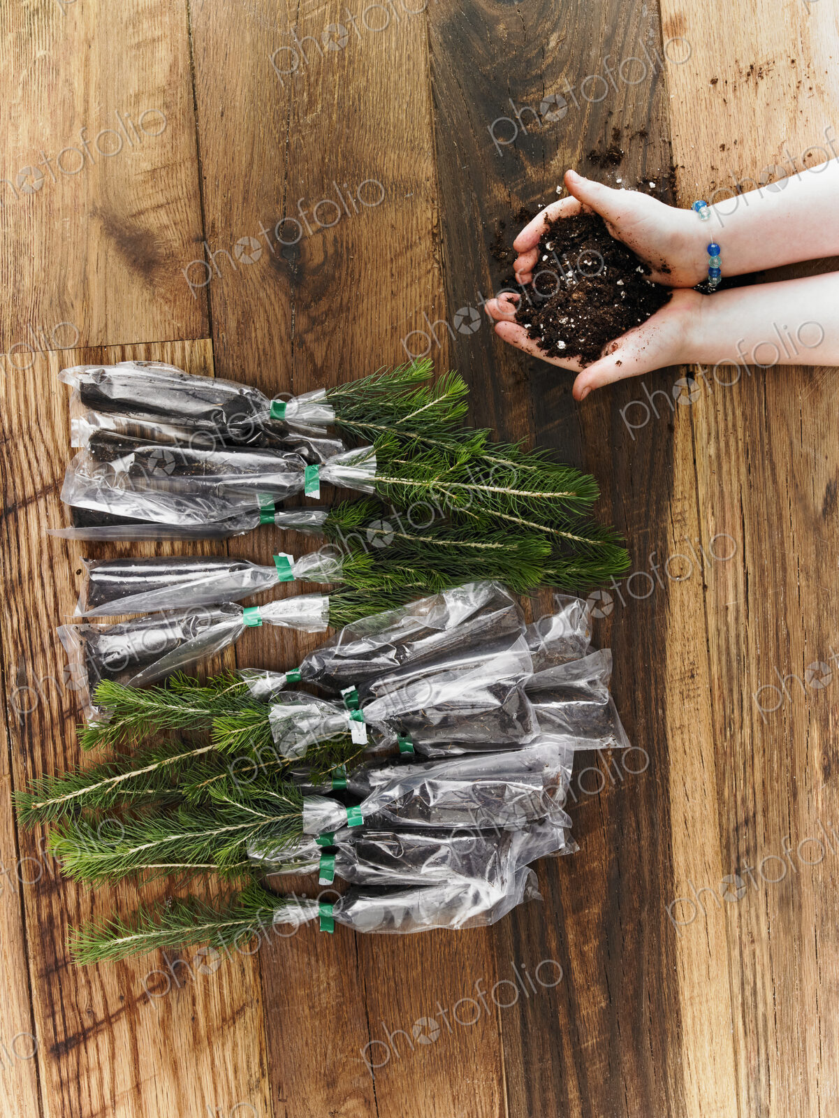 Rows of small evergreen seedlings laid on a tabletop. A child holding a handful of soil.